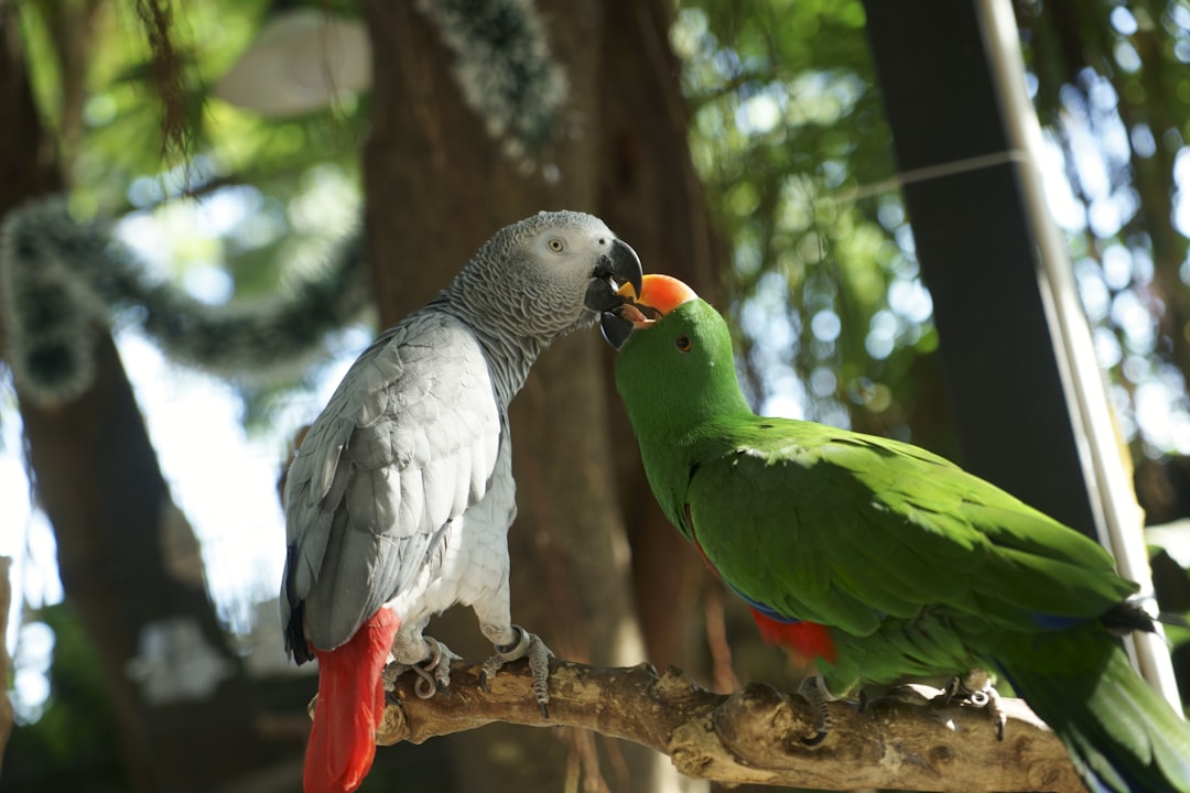 Birds (Parrots and Pigeons): The Winged Allies