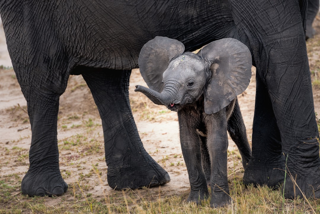 Elephants: Majestic Giants with Hearts