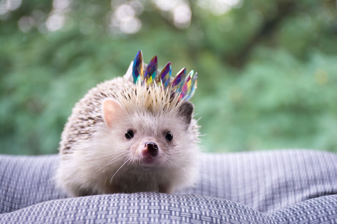 Hedgehog Hoglets