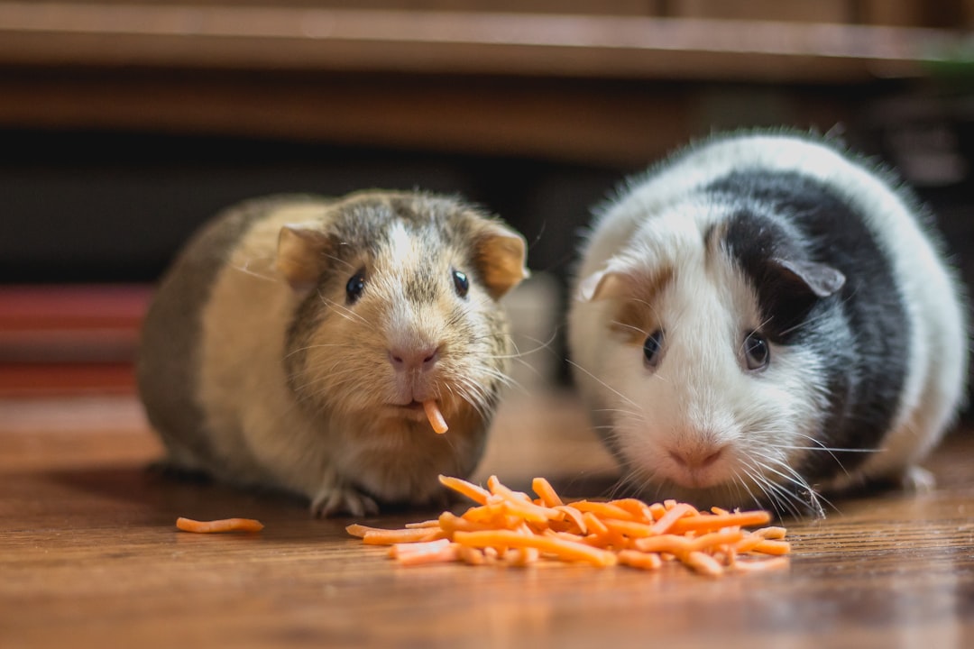 Misleading Moniker: Neither from Guinea Nor Pigs