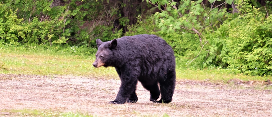 Picture-Perfect Mistake: Don't Wake the Bears