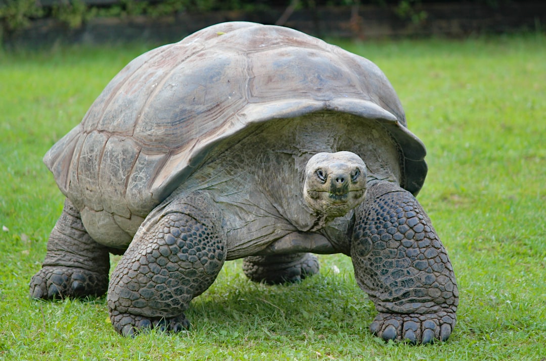 Aldabra Giant Tortoise (Aldabrachelys gigantea)