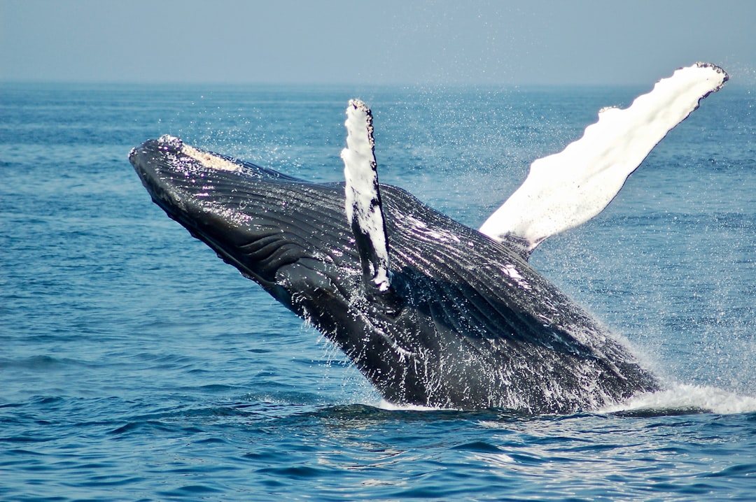 Bowhead Whale (Balaena mysticetus)