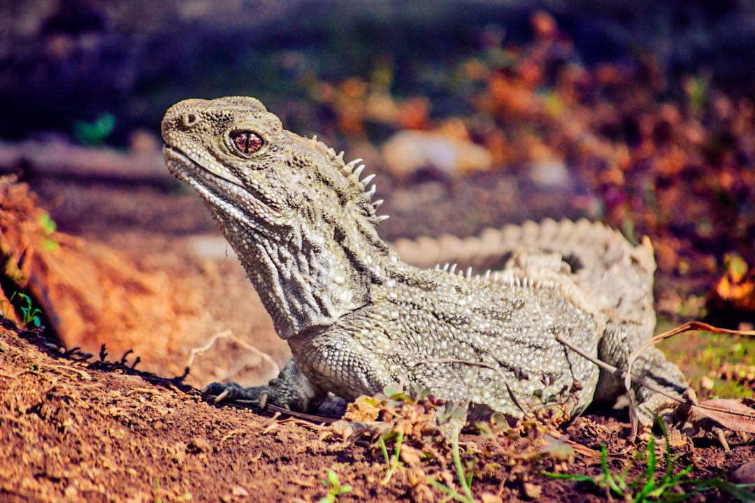 Tuatara (Sphenodon punctatus)