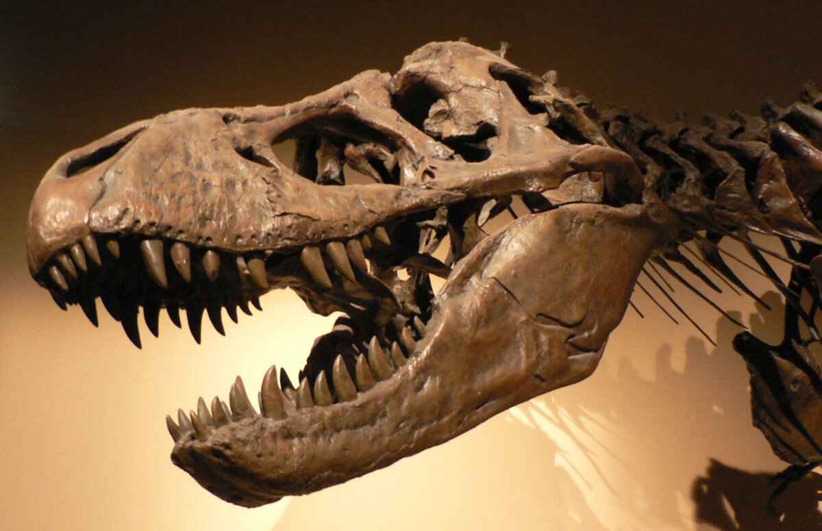 The State With the Most Dinosaur Fossils—And What’s Still Hidden Underground