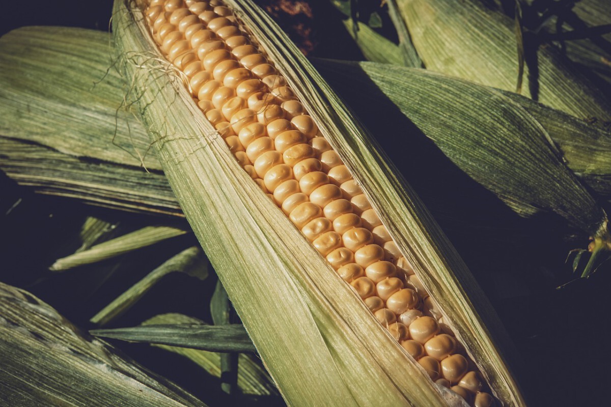 Top 10 States Where Agriculture Faces the Biggest Threat from Tariffs