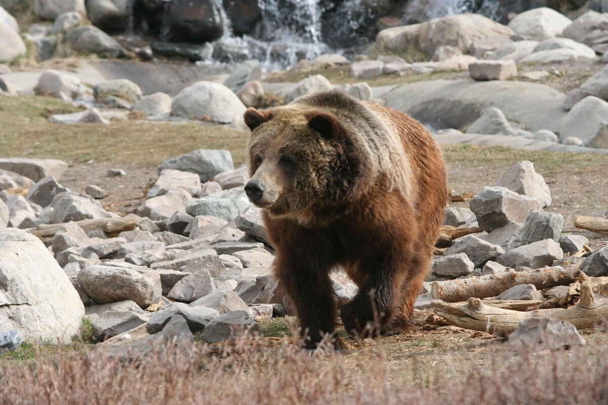 Where the American West Is Rewilding—And Why It Matters