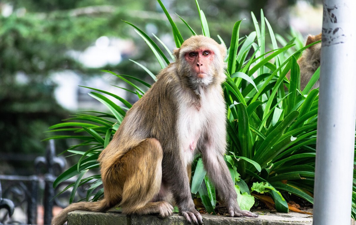 The Florida Island Where Wild Monkeys Still Roam