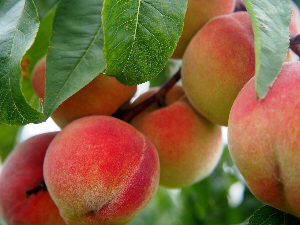 Why Georgia's Peaches Are Not What You Think