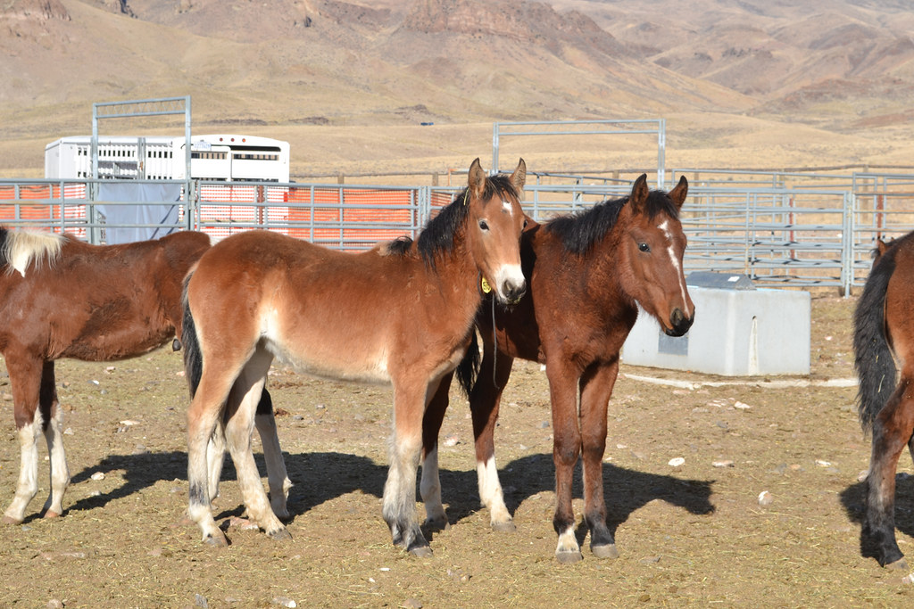 Montana's Wild Horses: The Fight to Keep Them Free