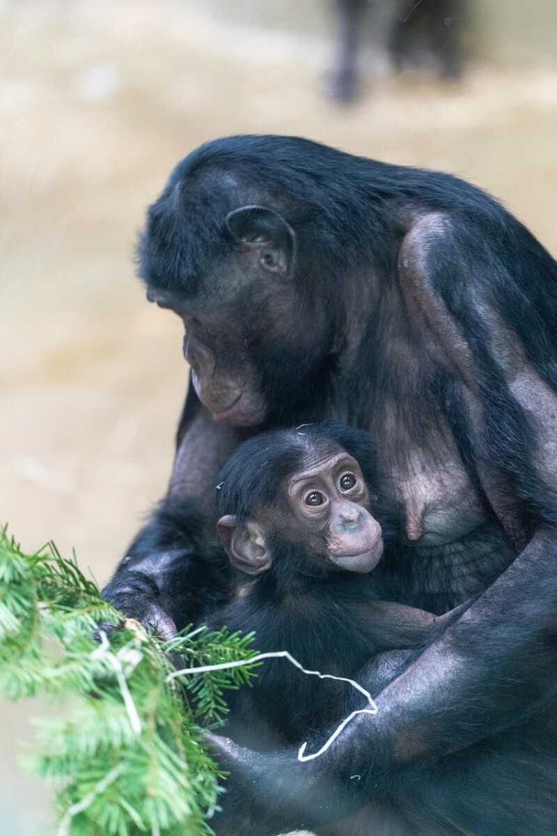 L.A. Zoo celebrates the birth of two chimpanzees
