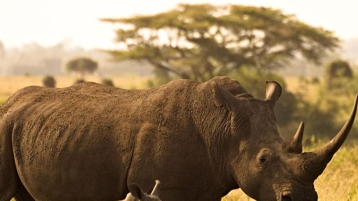 5 Animals You Thought Were Dangerous - But Actually Fear Us