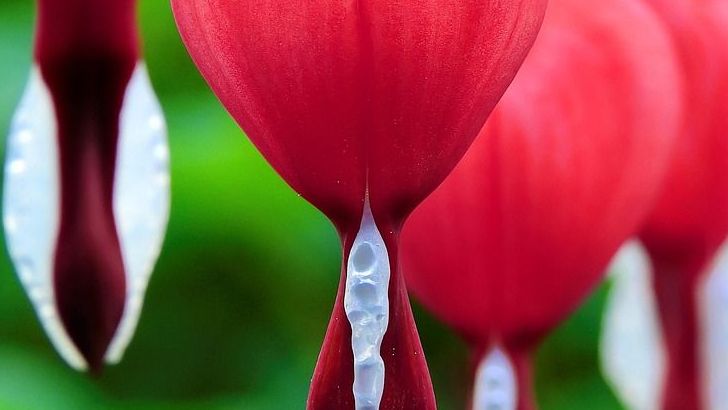 5 Plants You Should Never Water, Fertilize, or Prune in Summer (Yet Most Gardeners Still Do)