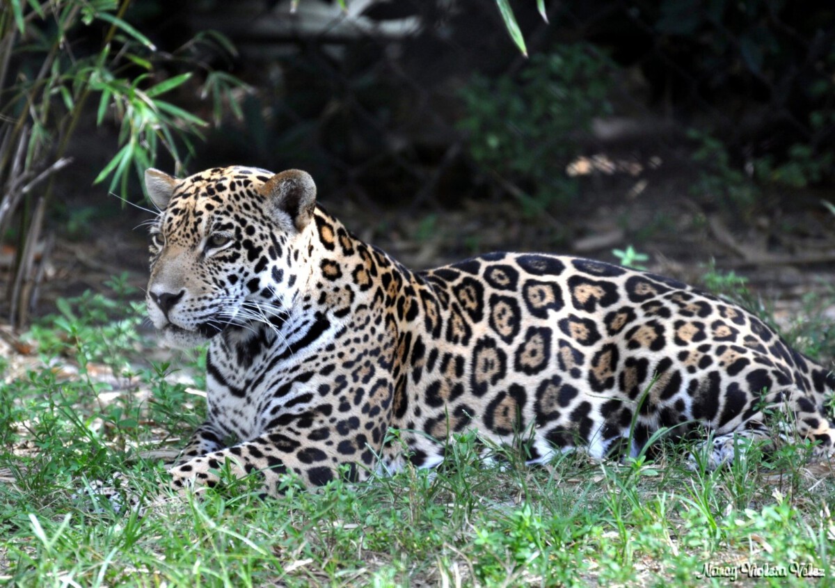 Prey Base for Predators