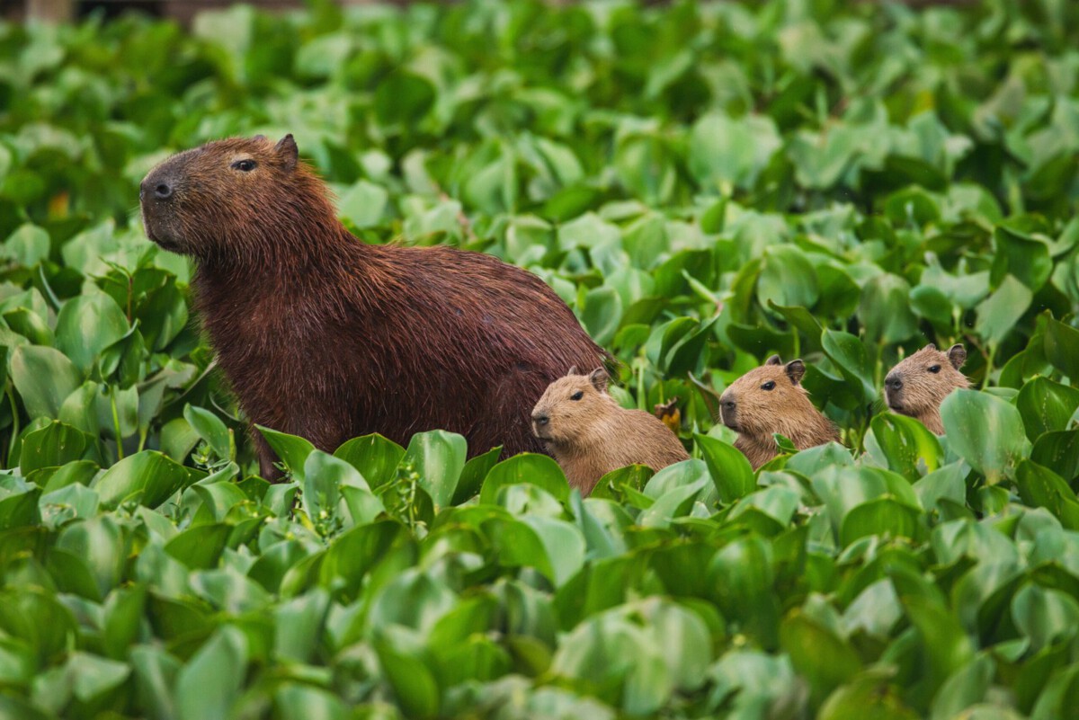 They’re the World’s Largest Rodents