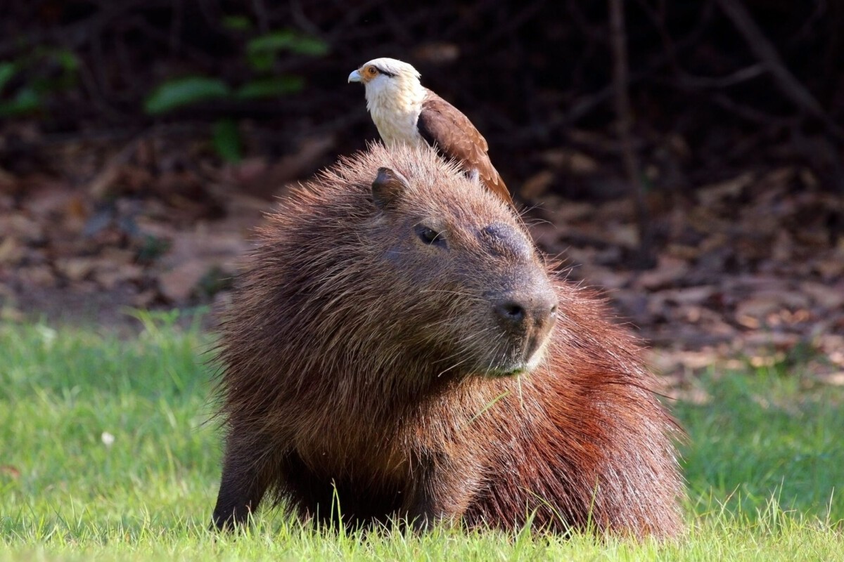 They Get Along with Everyone