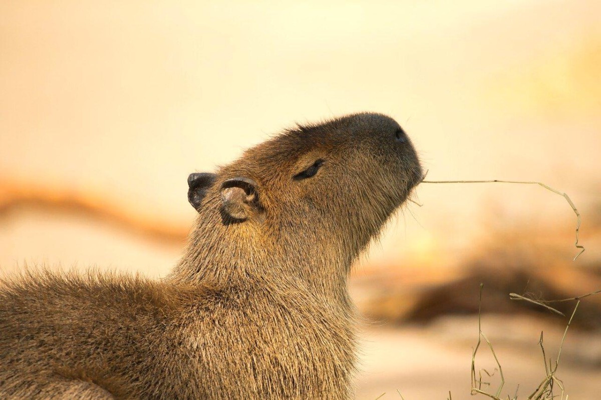 Seed Dispersal Agents