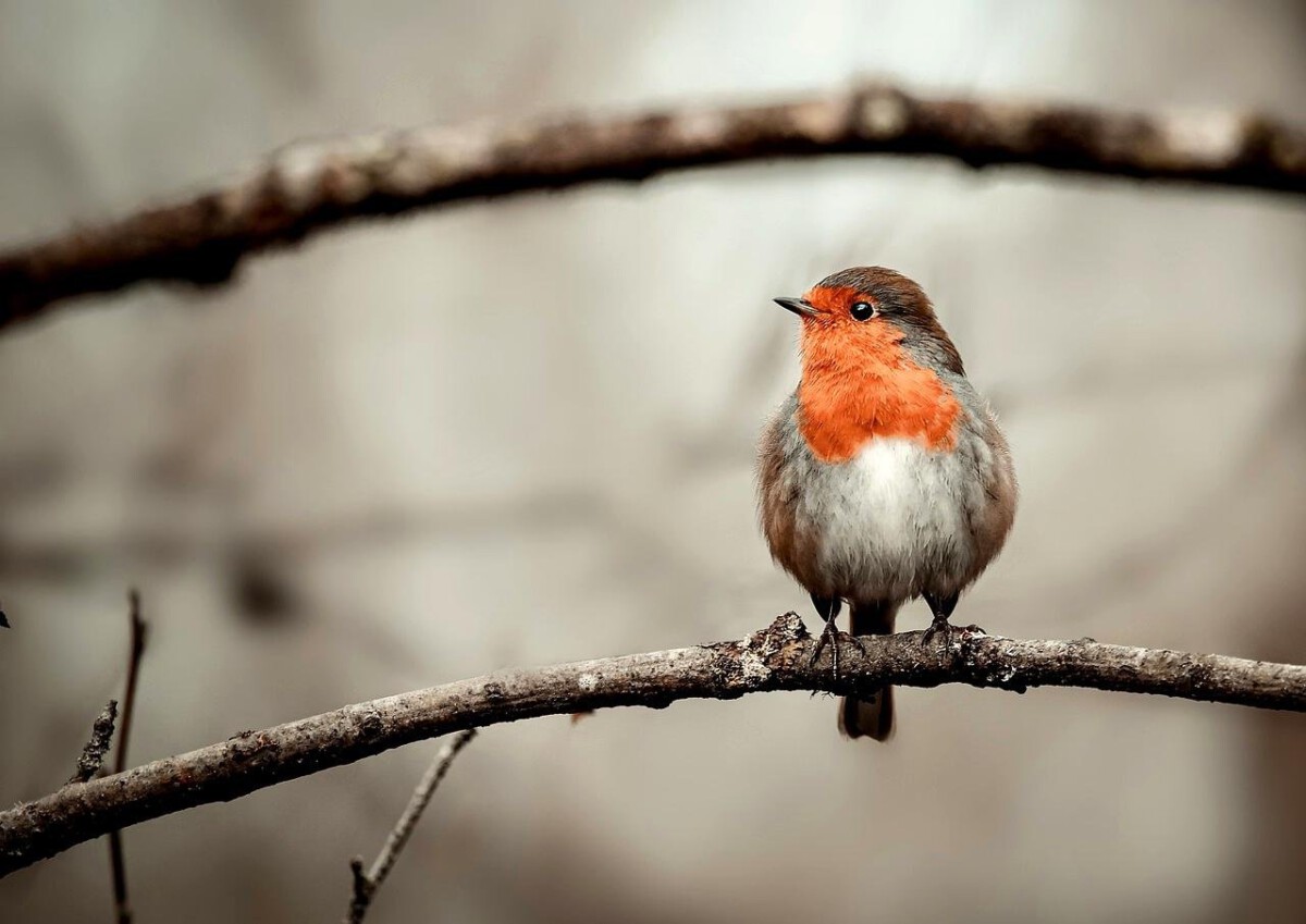 Robin: The Red-Breasted Harbinger