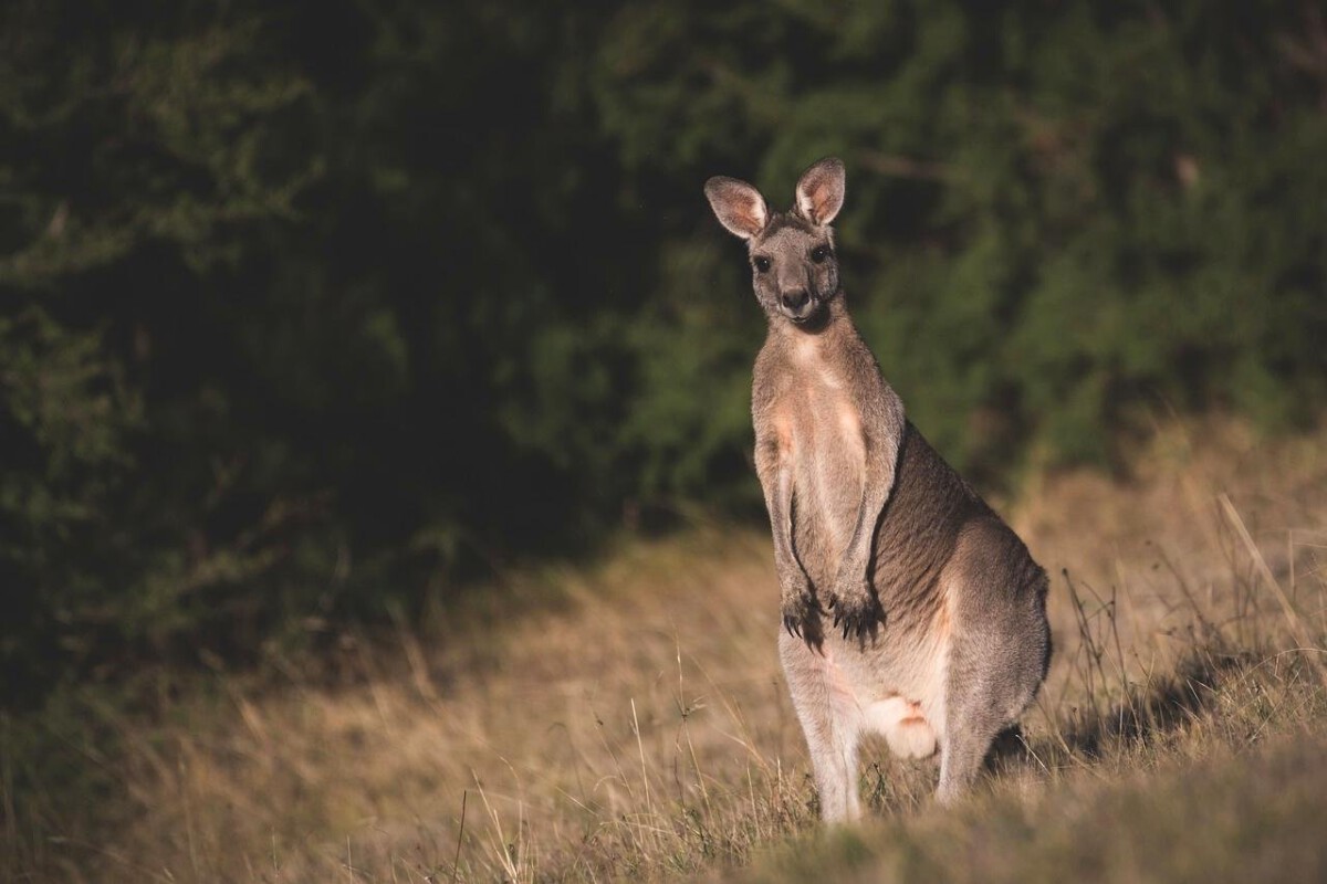 Kangaroo: The Aussie Adventurer
