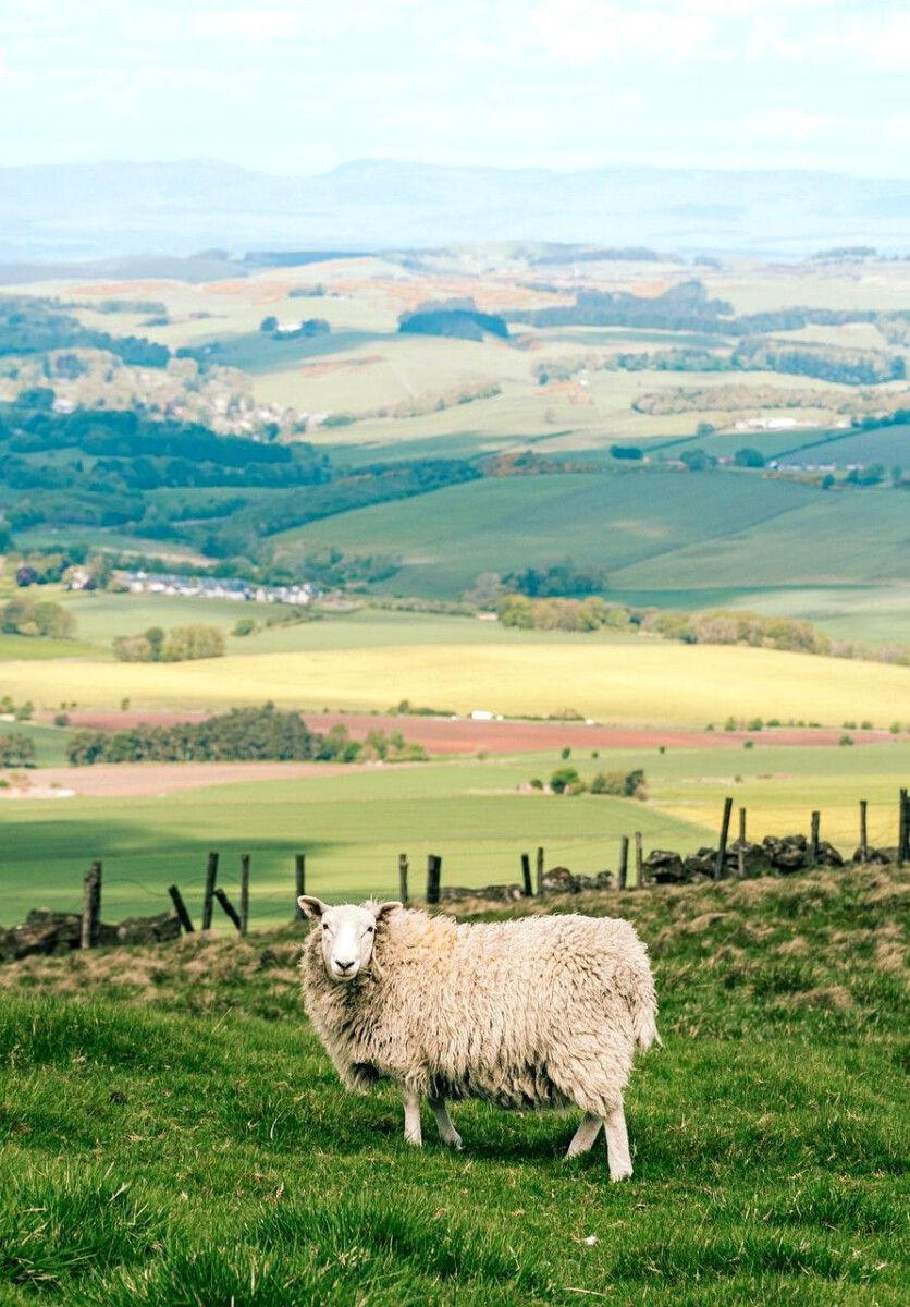 Sheep: Guardians of Purity