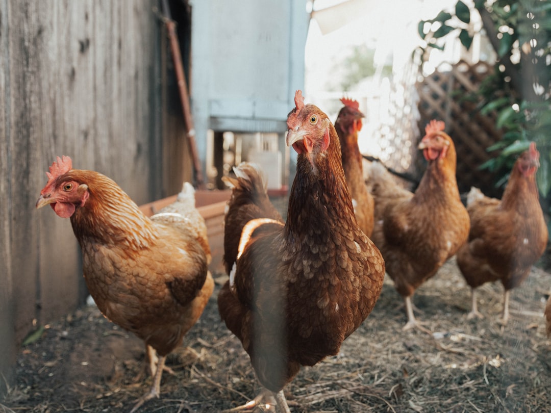 After a summer respite, bird flu is back
