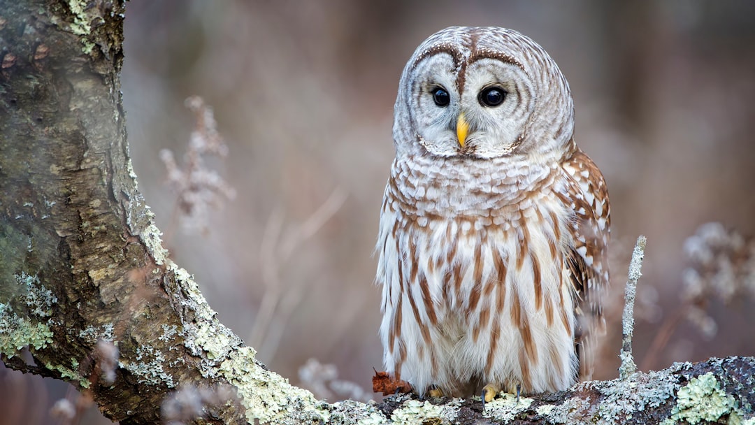 Plan to kill 450,000 owls creates odd political bedfellows — loggers and environmentalists