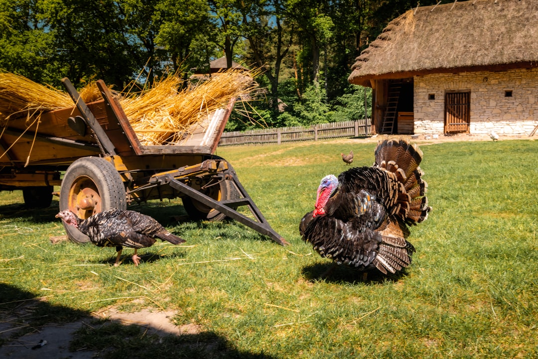 At this Tennessee farm, guests are gobbling up the chance to cuddle with turkeys