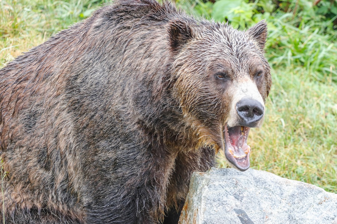 Officials warn people in Tenn. not to feed bears