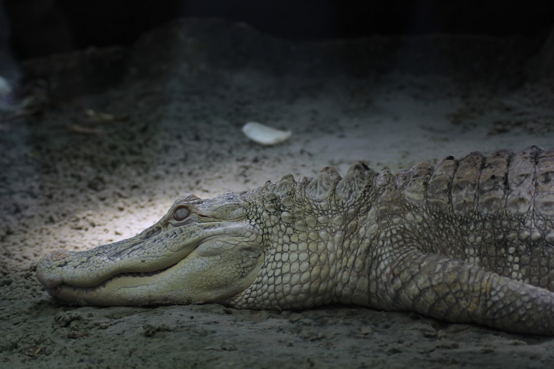 Here's why San Francisco's legendary albino alligator Claude died at just 30