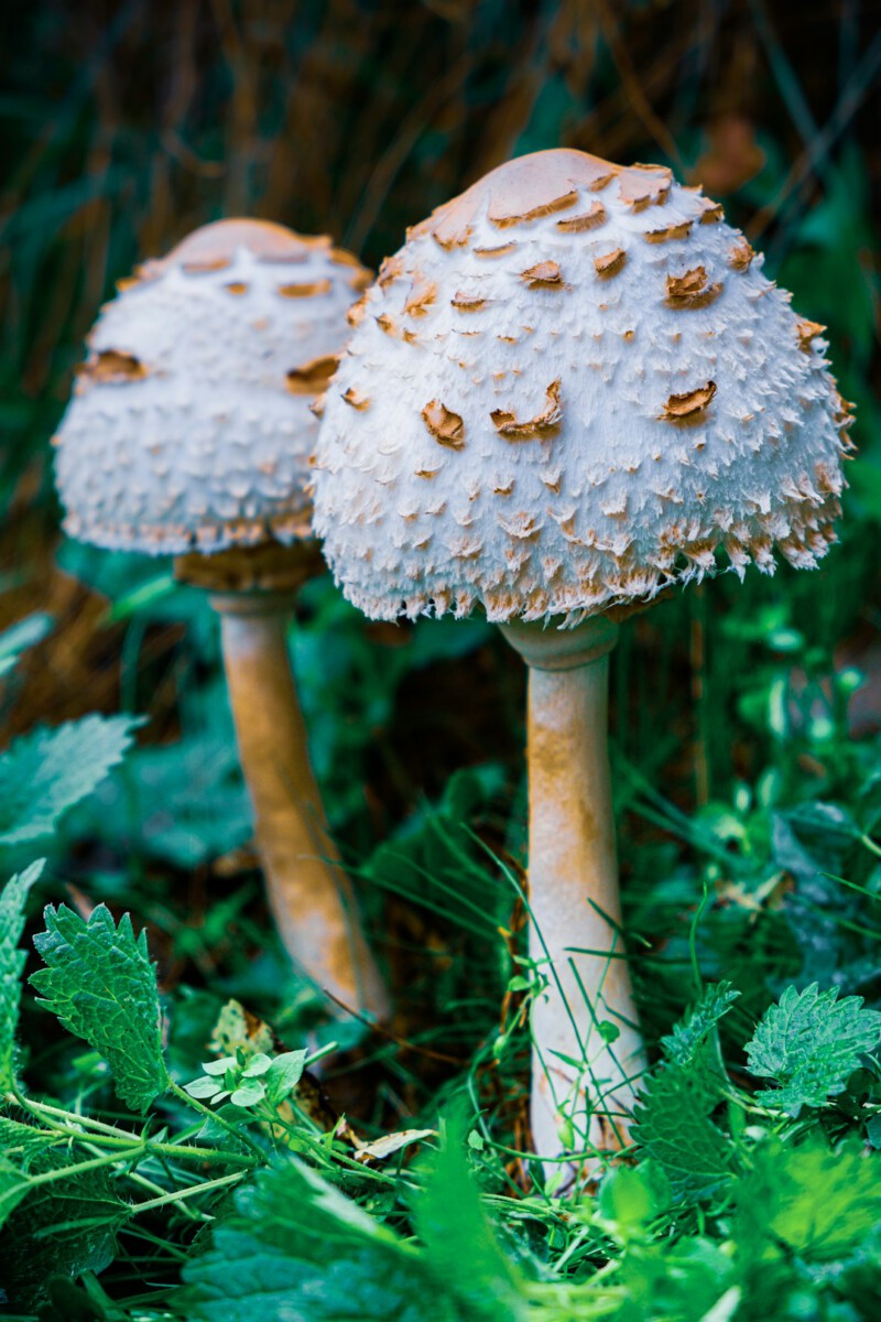 These wild mushrooms have sickened Californians. Here's how to forage safely.