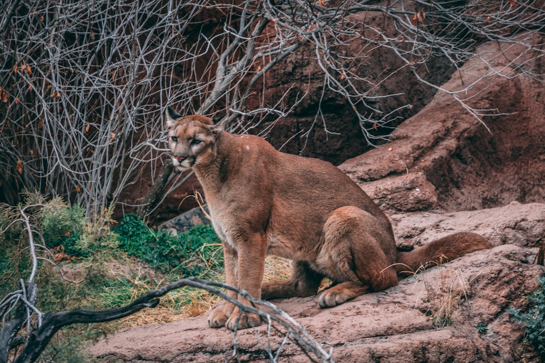 Southern California mountain lions recommended for threatened status