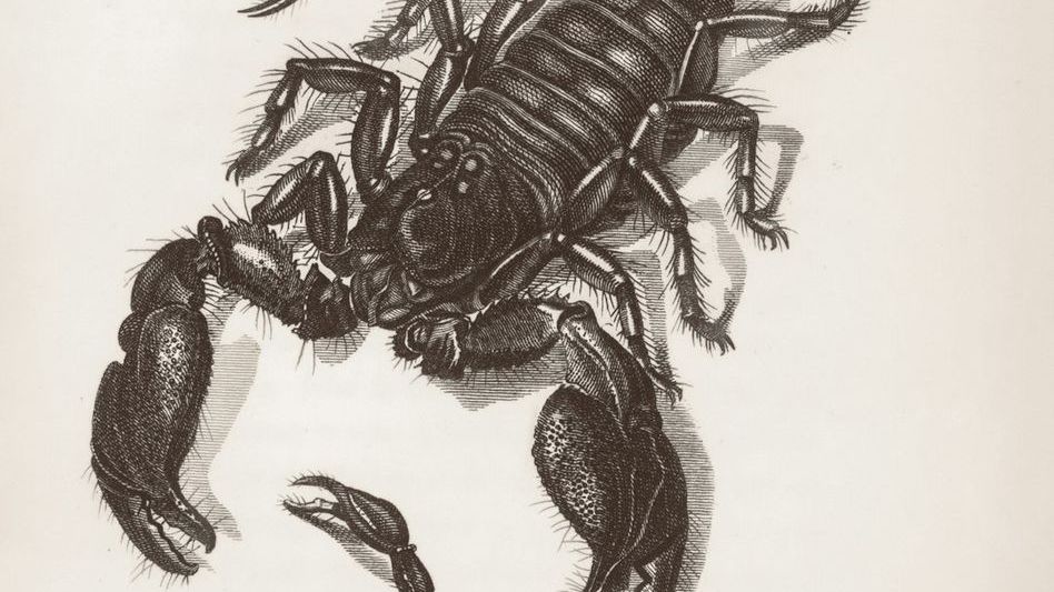 These 5 Zodiac Signs Are Entering A Phase Where The Answers Come Easily