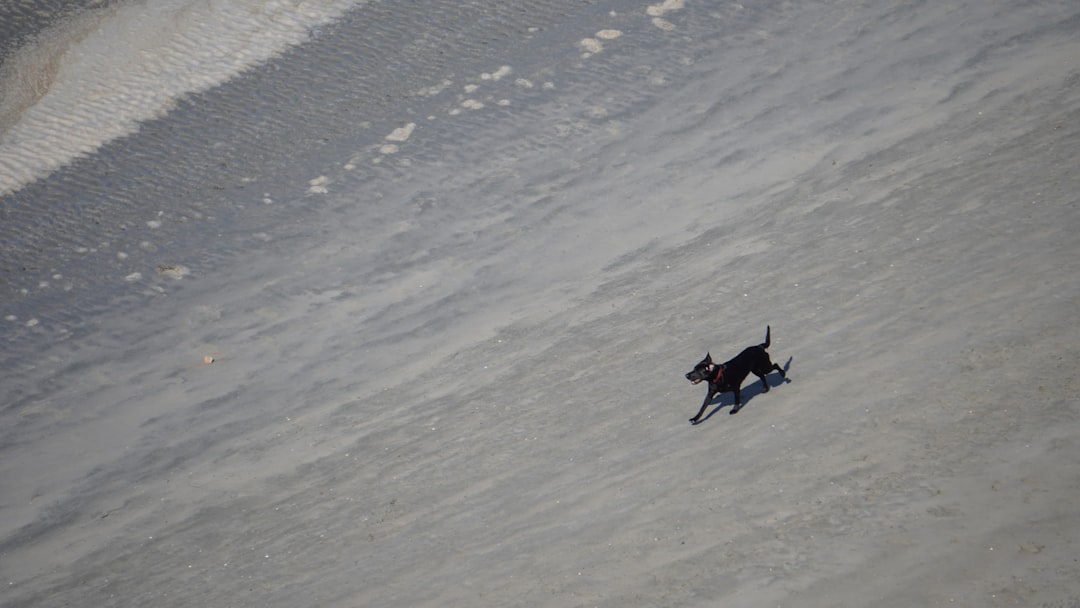 Drone company rescues dog missing for nine days