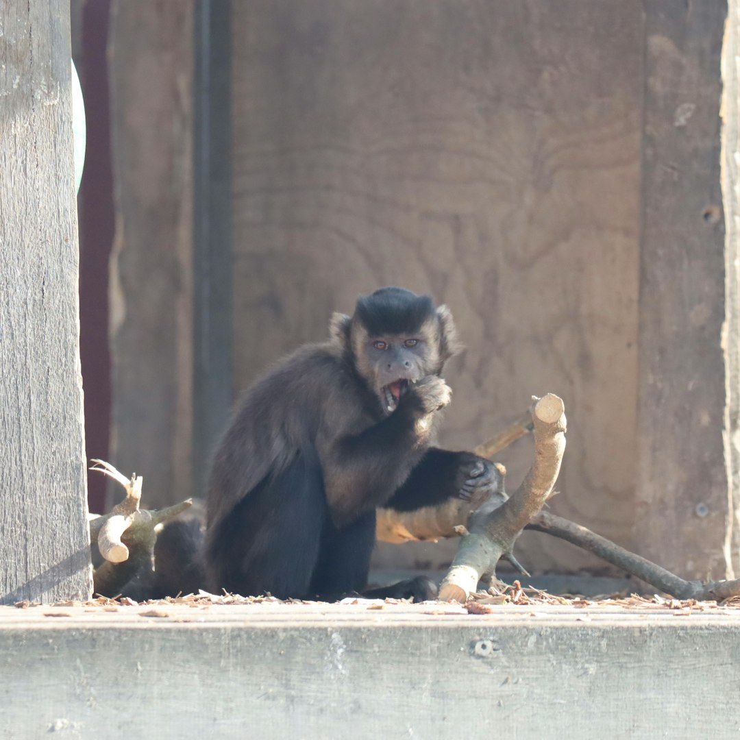 Years of planning culminate in 'baby boom' of great apes at L.A. Zoo. Here's how they did it