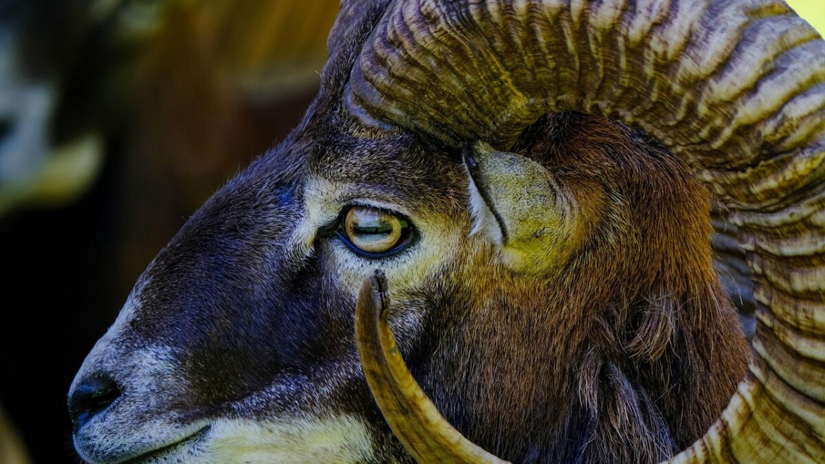 A Massive Ego-Death Is Leading 3 Signs Toward Their Highest Self