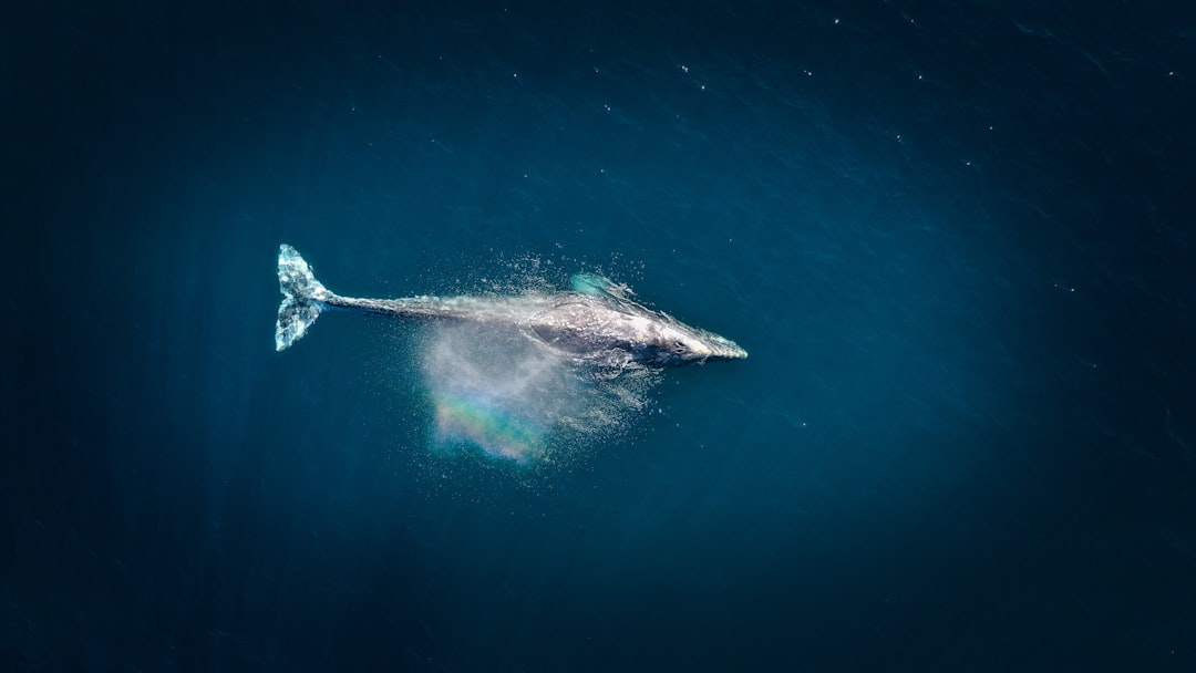 Contributor: 'Save the whales' worked for decades, but now gray whales are starving