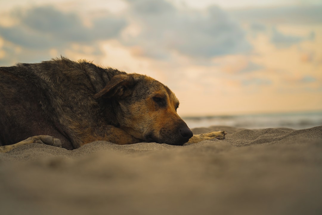 Kelsea Ballerini Reveals Her Dog Dibs Died, Shares Emotional IG Tribute