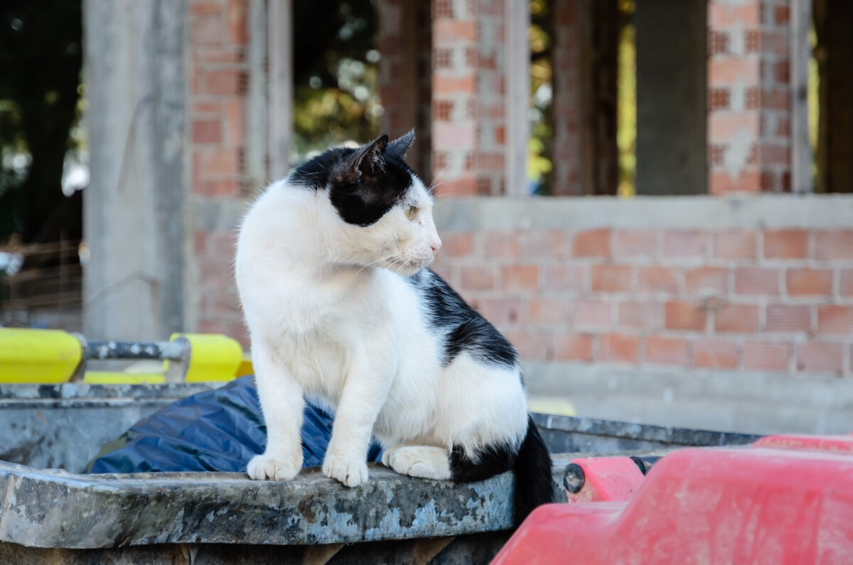 NYC wannabe rapper accused of torturing, killing stray cat indicted on animal cruelty charges: DA