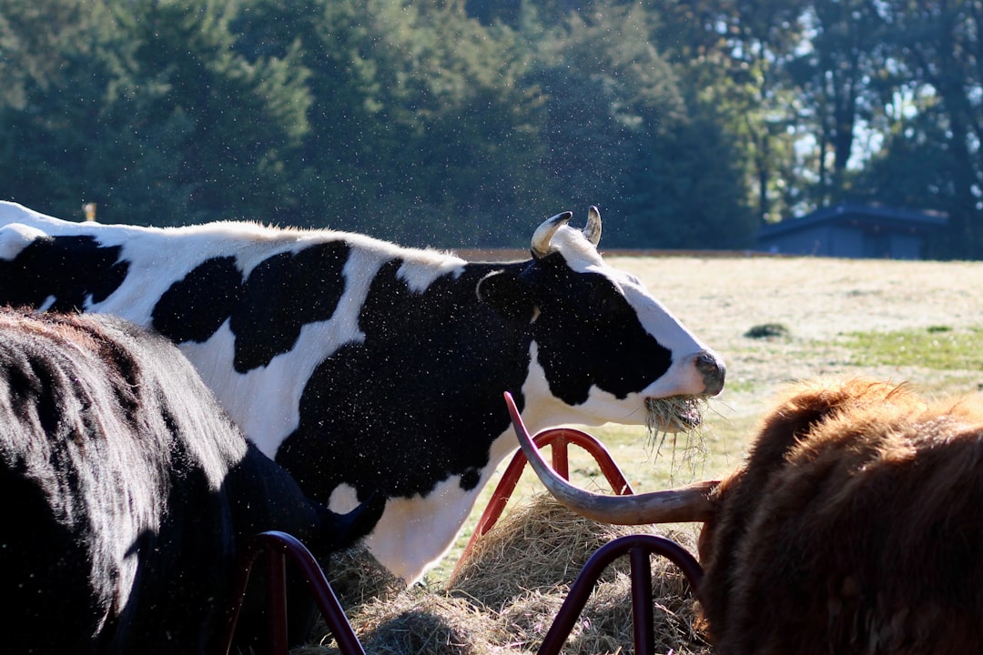 Cow in Austria uses broom to scratch herself