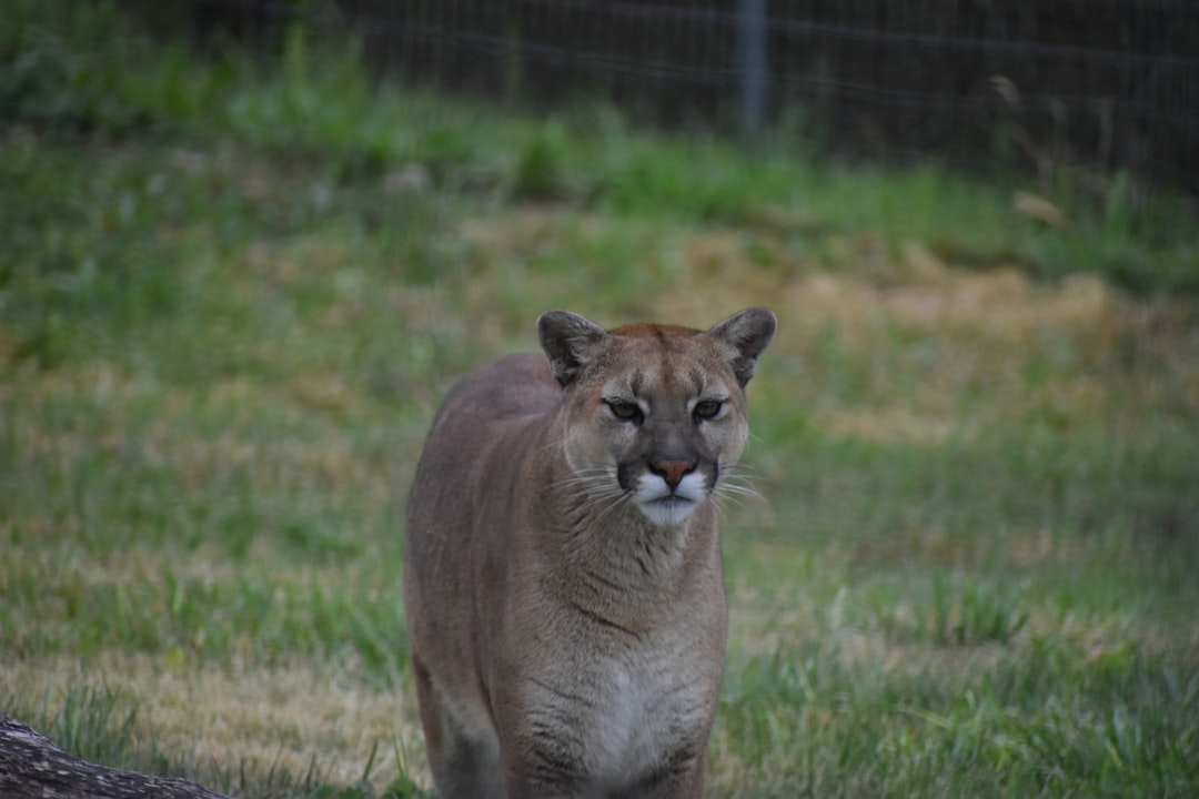 San Francisco issues warning as mountain lion roams city streets