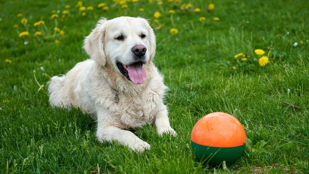 How to Decode Your Pet's Quirky Habits: A Guide to Animal Communication