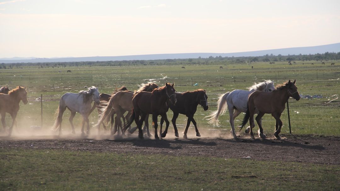 America's Wild Horses Are Facing a Critical Crossroads for Their Future