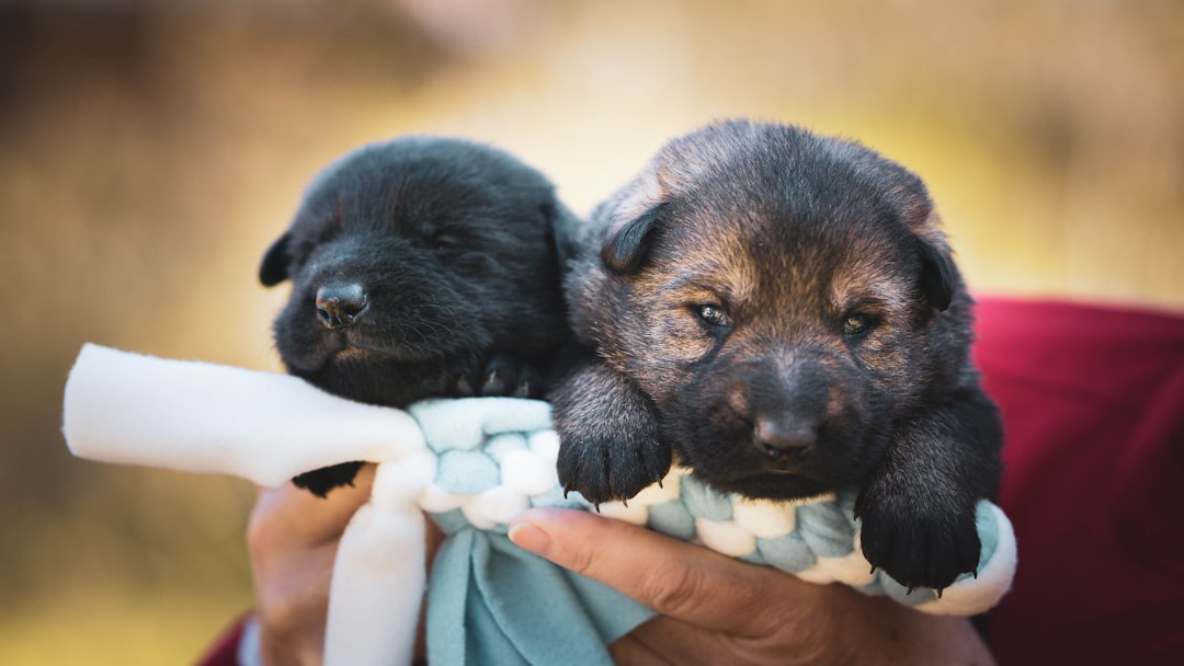Firefighter adopts puppies he rescued from house fire