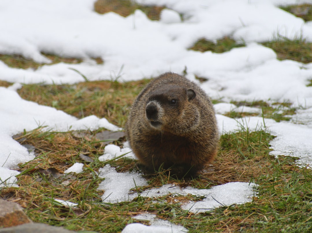 Did Punxsutawney Phil See His Shadow for 2026? Winter Update