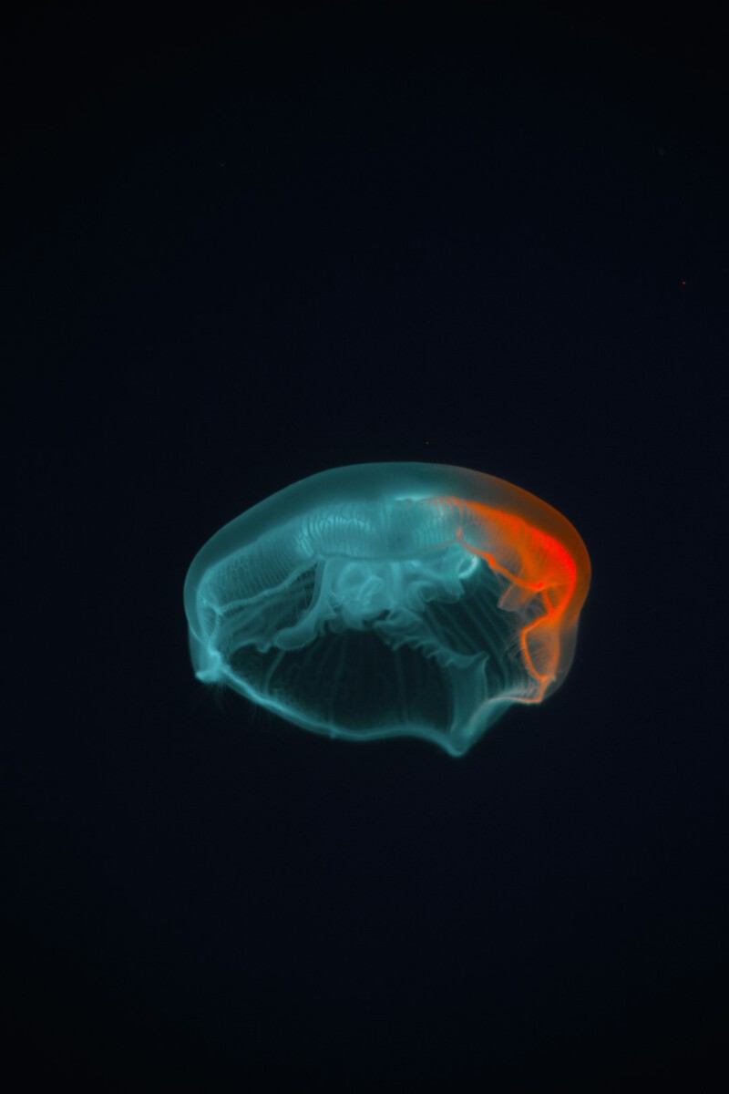 New Study Shows Sleep May Help Clear Alzheimer’s‑Linked Proteins From the Brain—Here’s What That Means