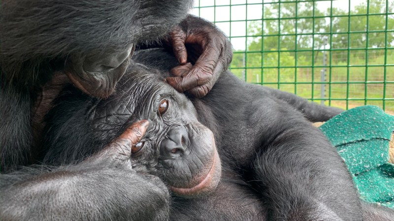 A bonobo’s imaginary tea party suggests apes can play pretend