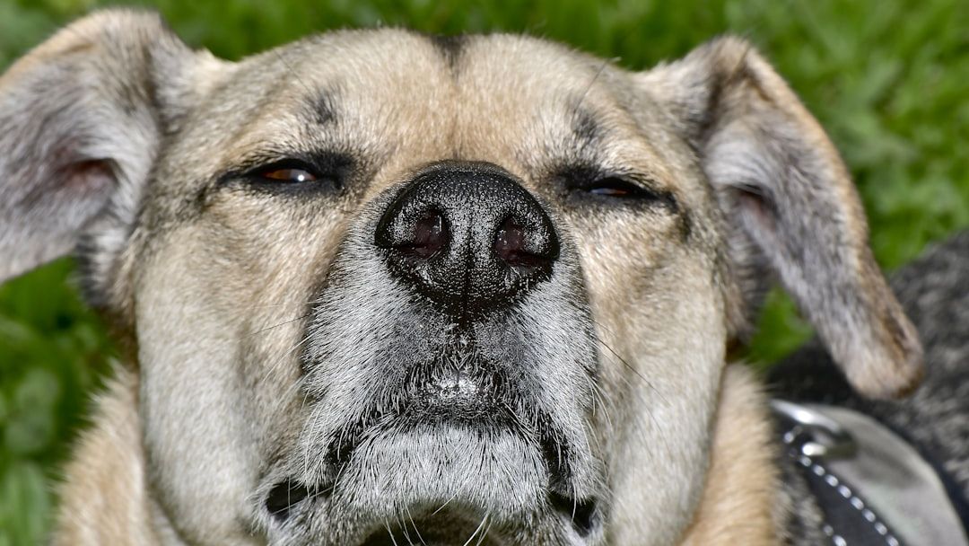 The Secret Lives of American Pets: What Your Furry Friend Is Really Thinking