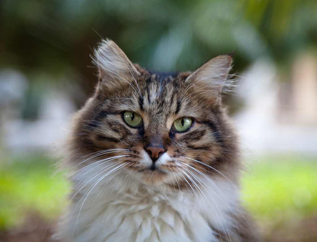 In Beirut, Lebanon's cats of war find peace on university campus