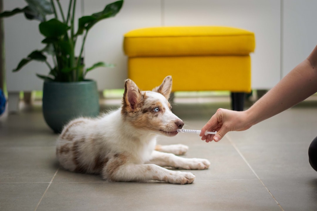 This startup raised $250 million to help dogs live longer