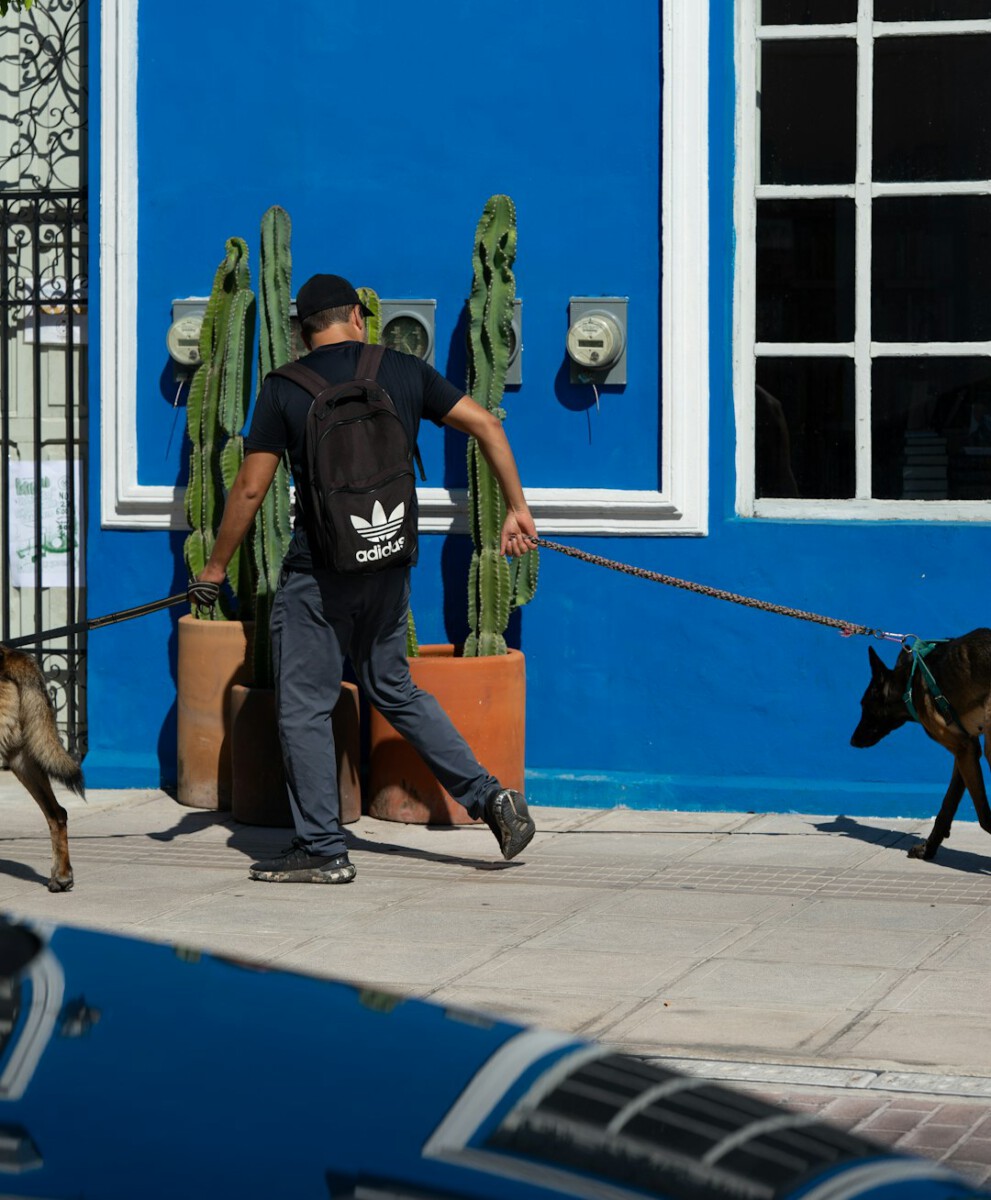 Greetings from Mexico City's iconic boulevard, where a dog on a bike steals the show